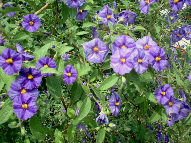 Solanum crispum, Lampranthus e Brugmansia suaveolens